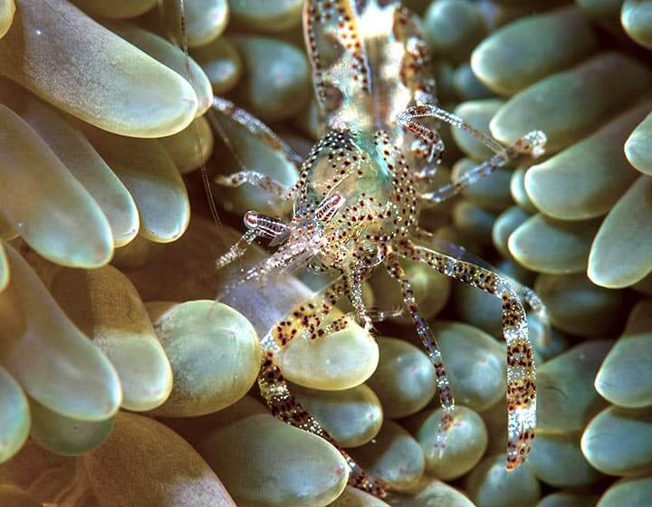 c6bo-voyages-plongee-mexique-playa-del-carmen-sejour-the-reef-marina-crevette-anemone