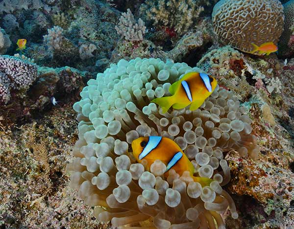 C'est une photo lors d'un voyage plongée à Quseir. On peut apercevoir des poissons clown et une anémone.