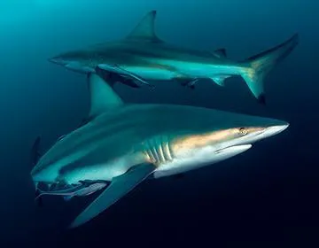 images_Images__sites_Ocean__Indien_Afrique__du__Sud_Province__du__Kwazulu__Natal_Sej__Aliwal__Shoal_c6bo-voyages-plongee-afrique-sud-aliwal-shoal-requins