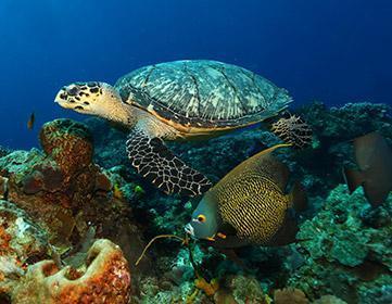 voyage-plongee-mexique-cozumel-tortue-poisson-ange