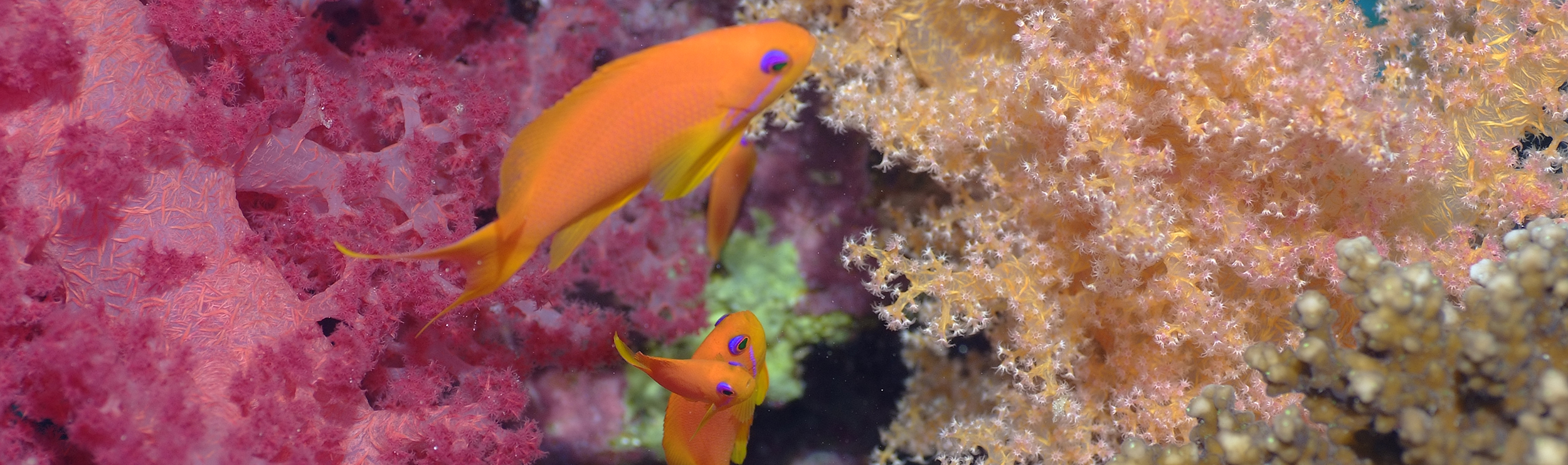 C'est une photo de Gilles Diraimondo en mer rouge , on peut apercevoir 2 poissons et un corail.