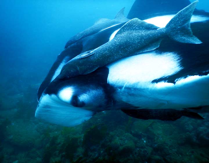 Voici une une raie Manta aperçu lors d'un voyage plongée à Puerto Lopez