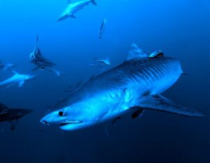 C'est la photo d'un requin tigre dans l'océan Indien et plus précisément à Fuvahmulah au Maldives