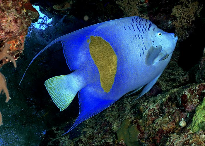 Poisson-ange géographe - C6Bo Voyage Blog Plongée - Madagascar : Nosy Be et ses îles