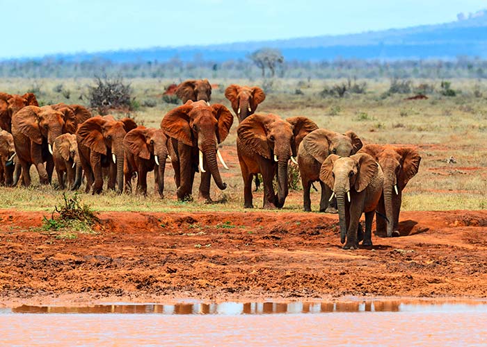 Horde d'éléphants - Tsavo Est - Les plus beaux safaris d'Afrique - C6Bo Voyages, blog plongée