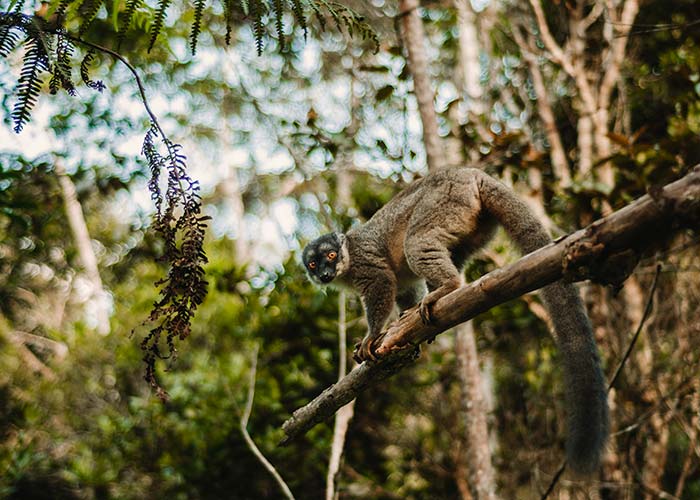 Lémurien - Côte Nord-Ouest Madagascar - C6Bo Voyages, blog plongée