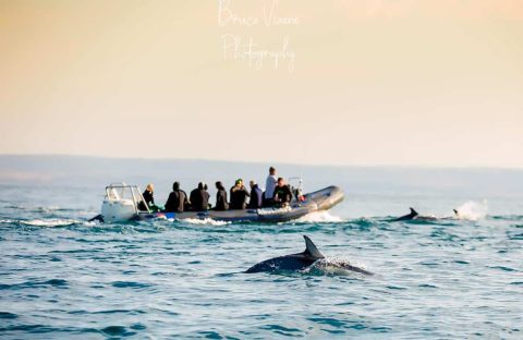 1_c6bo-voyages-plongee-afrique-du-sud-province-cap-oriental-Wavecrest-hotel-spa-speedboat-divers-dolphins