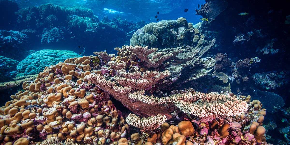 Coral reefs like this one are amongst the most biodiverse regions in the world. Fury shoals, Red Sea, Egypt. June