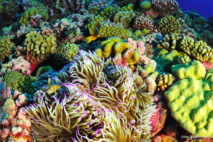 2_c6bo-voyage-plongee-polynesie-archipel-tuamotu-fakarava-recif-corail-anemone