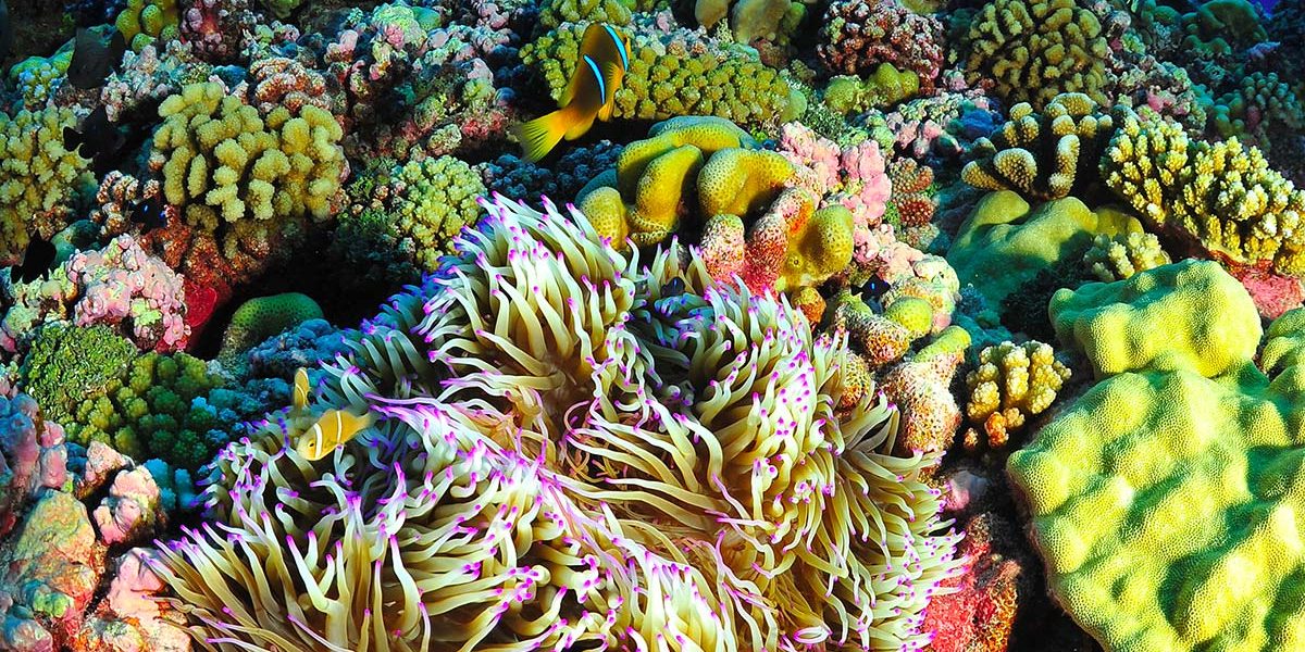 2_c6bo-voyage-plongee-polynesie-archipel-tuamotu-fakarava-recif-corail-anemone