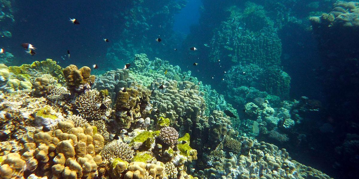 3-egypte-quseir-mer-rouge-red-sea-coral-reef-Zereb-canyons