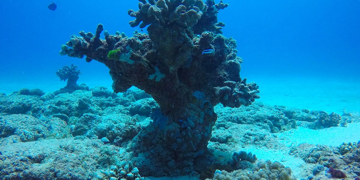 3-ile-maurice-sunset-diving-mauritius-grand-baie-corail