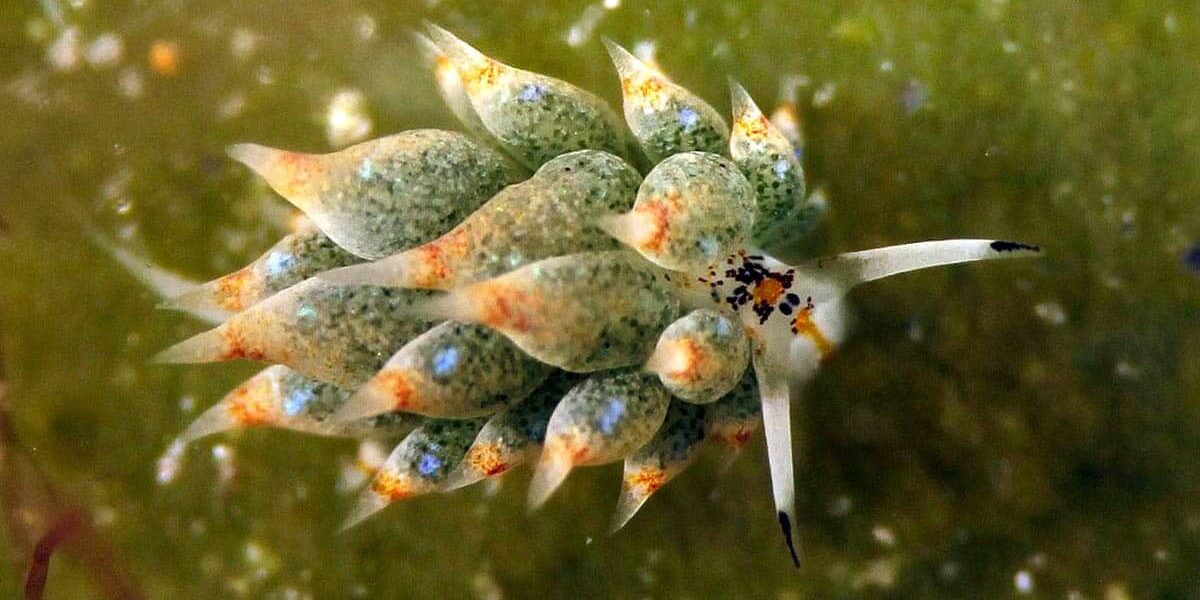 4_c6bo-voyage-plongee-philippines-romblon-island-underwater-Costasiella-sp.-nudibranche