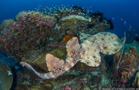 5-Indonesie-Raja-Ampat-Papua-Paradise-Eco-Resort-underwater-requin-tapis-recif