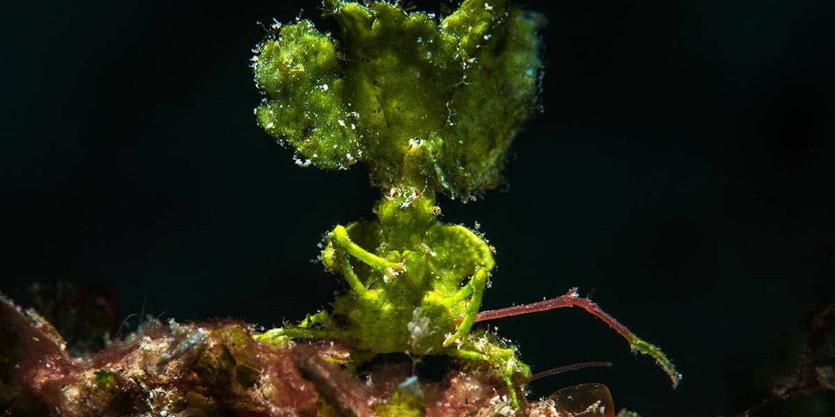 5_c6bo-voyage-plongee-philippines-anilao-underwater-macro-diving-brook-peterson-crabe-Halimeda-Algae