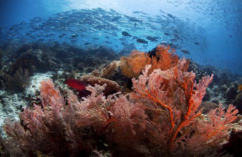 7-Indonesie-Raja-Ampat-Papua-Paradise-Eco-Resort-underwater-House-Reef