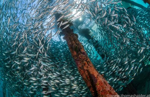 9.3-Indonesie-Raja-Ampat-Papua-Paradise-Eco-Resort-underwater-banc-sardines-Thomas-Haider