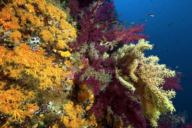 c6bo-voyage-plongee-italie-sardaigne-porto-san-paolo-tavolara-diving-center-gorgones