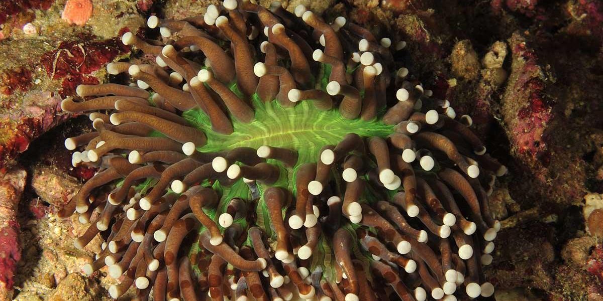 GDR-C6bo-voyages-plongee-sejour-croisiere-ambiance-sous-marine-lembeh-crabe-corail-fleur