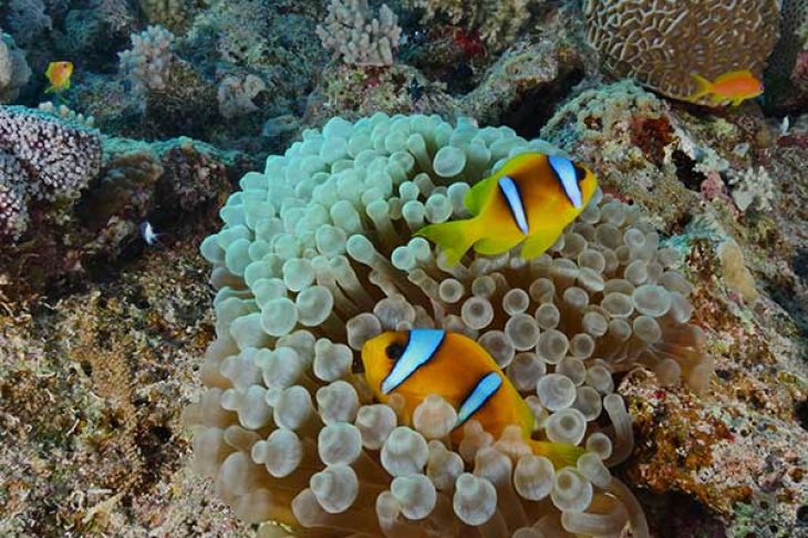 C'est une photo lors d'un voyage plongée à Quseir. On peut apercevoir des poissons clown et une anémone.