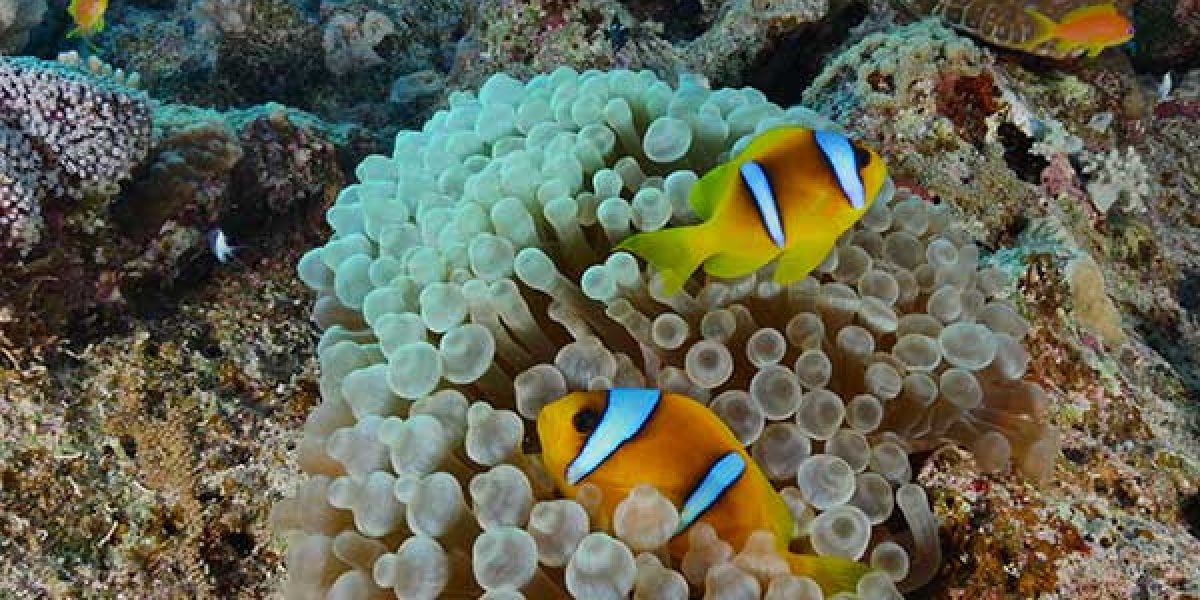 Quseir-Egypte-plongee-anemone-poissons-clown