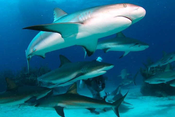 c6bo-voyage-plongee-bahamas-grand-bahama-the-reef-oasis-dive-club-shark-diving-tiger-beach-plongee-requins