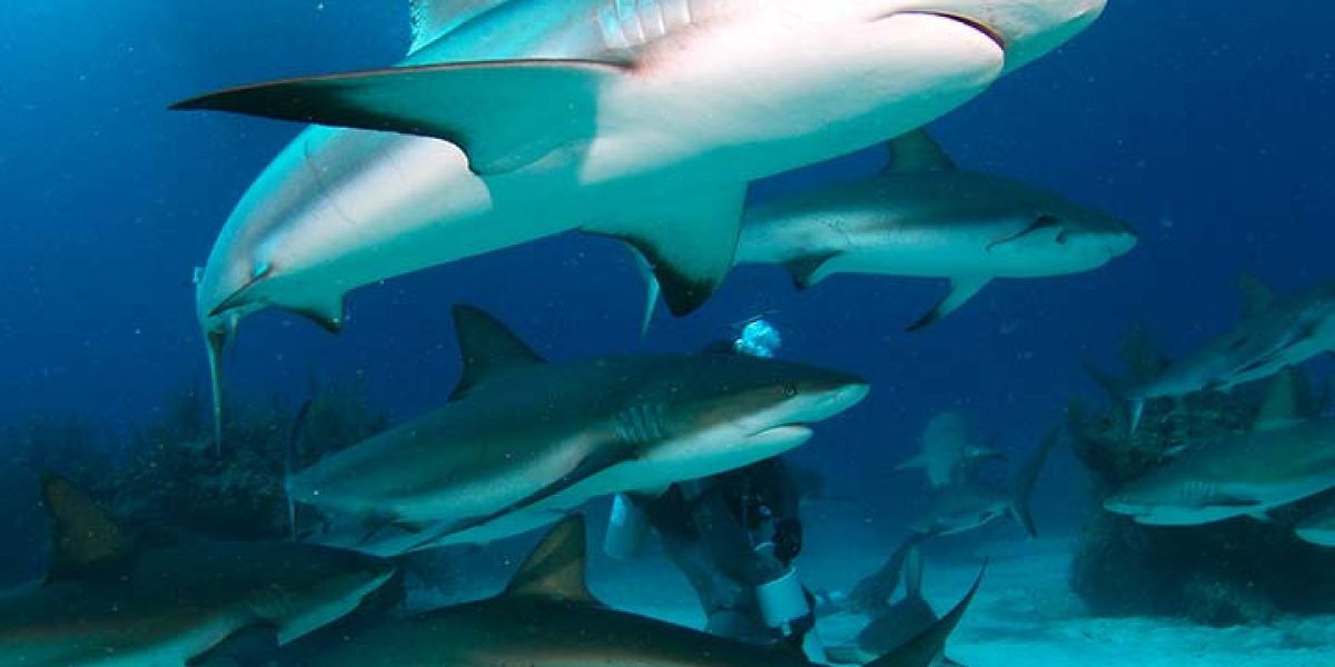 c6bo-voyage-plongee-bahamas-grand-bahama-the-reef-oasis-dive-club-shark-diving-tiger-beach-plongee-requins
