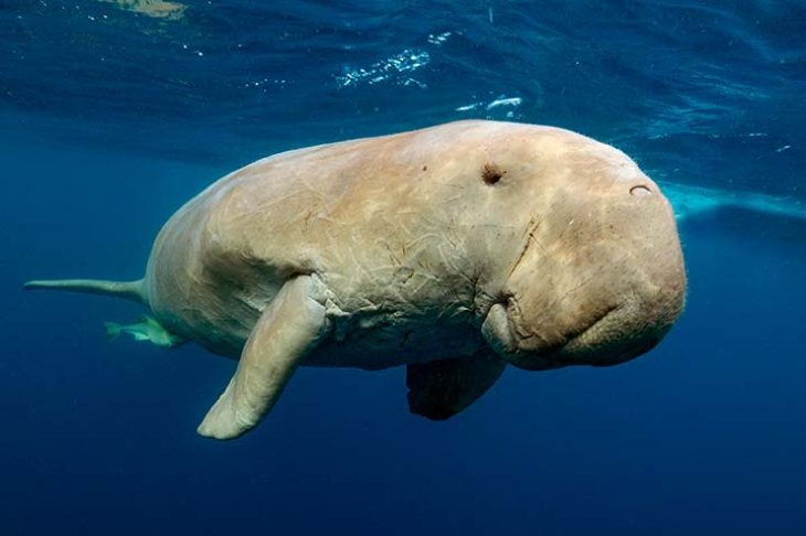 c6bo-voyage-plongee-egypte-abu-dabbab-sejour-extra-divers-equinox-dugong