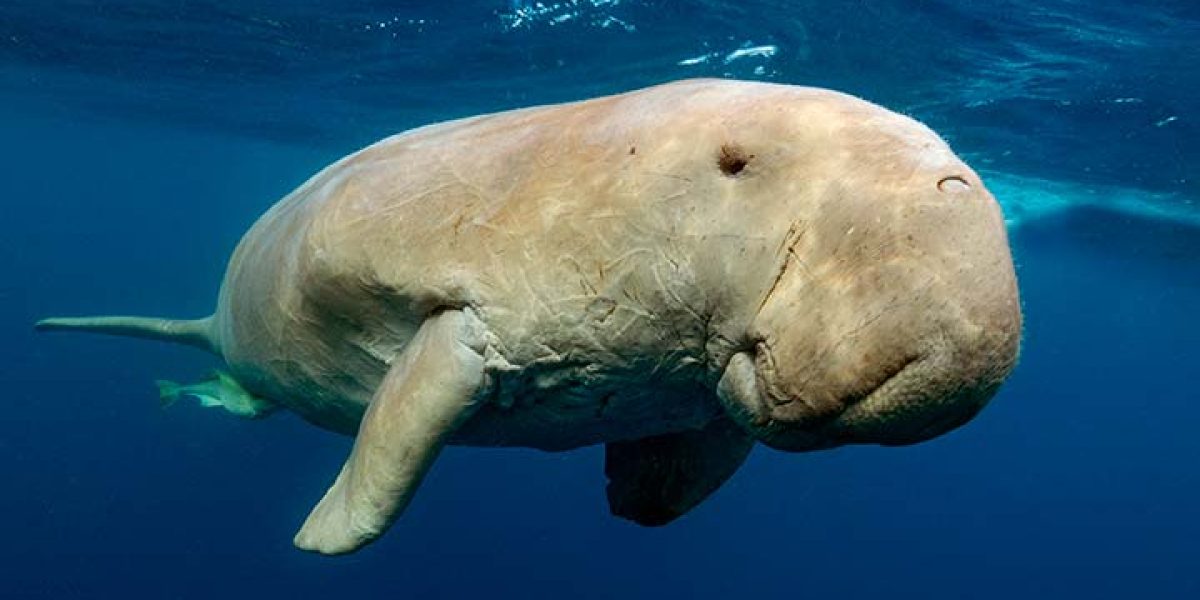 c6bo-voyage-plongee-egypte-abu-dabbab-sejour-extra-divers-equinox-dugong