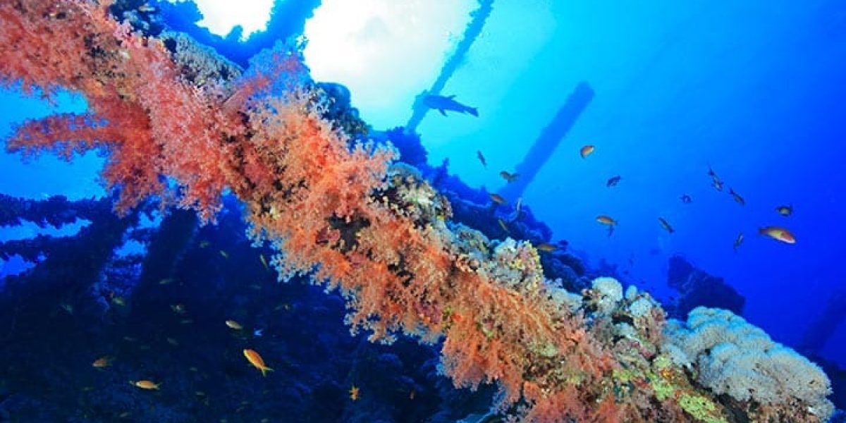 c6bo-voyage-plongee-egypte-diving-attitude-croisiere-brothers-islands-Numidia-wreck