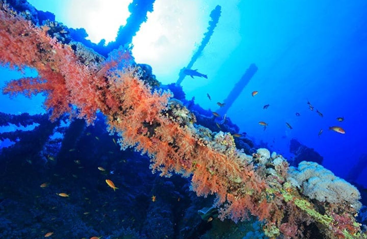 c6bo-voyage-plongee-egypte-diving-attitude-croisiere-brothers-islands-Numidia-wreck