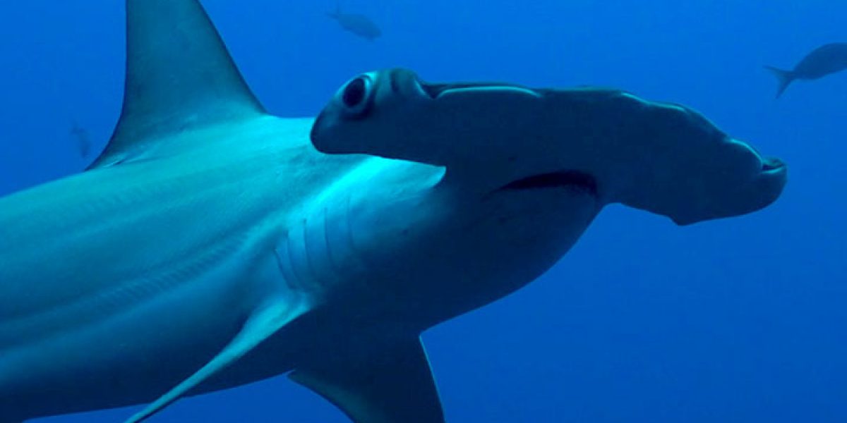 c6bo-voyage-plongee-equateur-galapagos-aqua-croisiere-requin-marteau