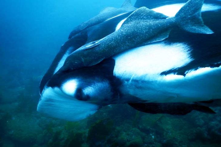 Voici une une raie Manta aperçu lors d'un voyage plongée à Puerto Lopez