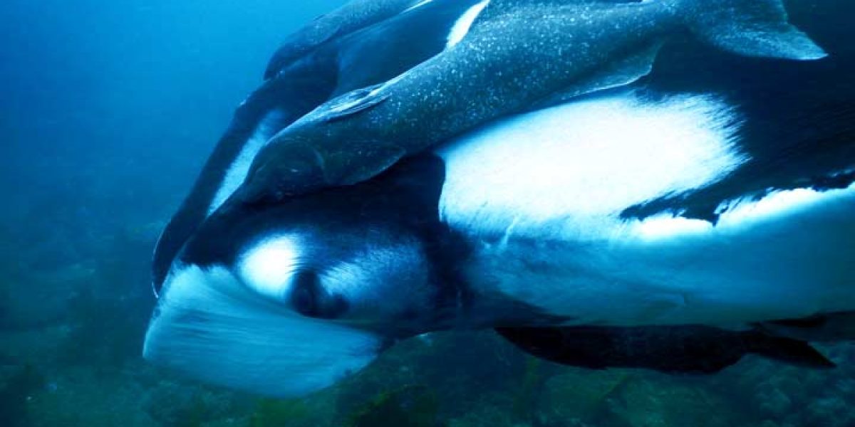 Voici une une raie Manta aperçu lors d'un voyage plongée à Puerto Lopez