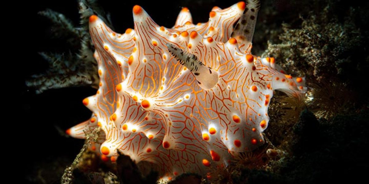 c6bo-voyage-plongee-indonesie-detroit-lembeh-island-underwater-macro-diving-halgerda-batangas-nudibranche