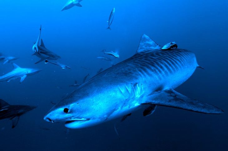 C'est la photo d'un requin tigre dans l'océan Indien et plus précisément à Fuvahmulah au Maldives