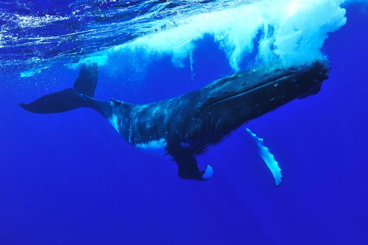 On voit une baleine à bosse dans de l'océan Pacifique et plus précisément en Polynésie Française