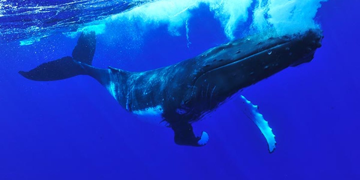 On voit une baleine à bosse dans de l'océan Pacifique et plus précisément en Polynésie Française