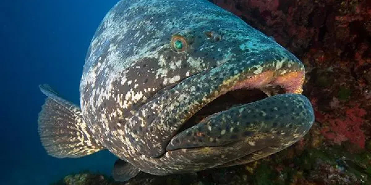 Photo de mérou prise lors d'un voyage plongée à Fernando de Noronha au Brésil dans l'océan Atlantique