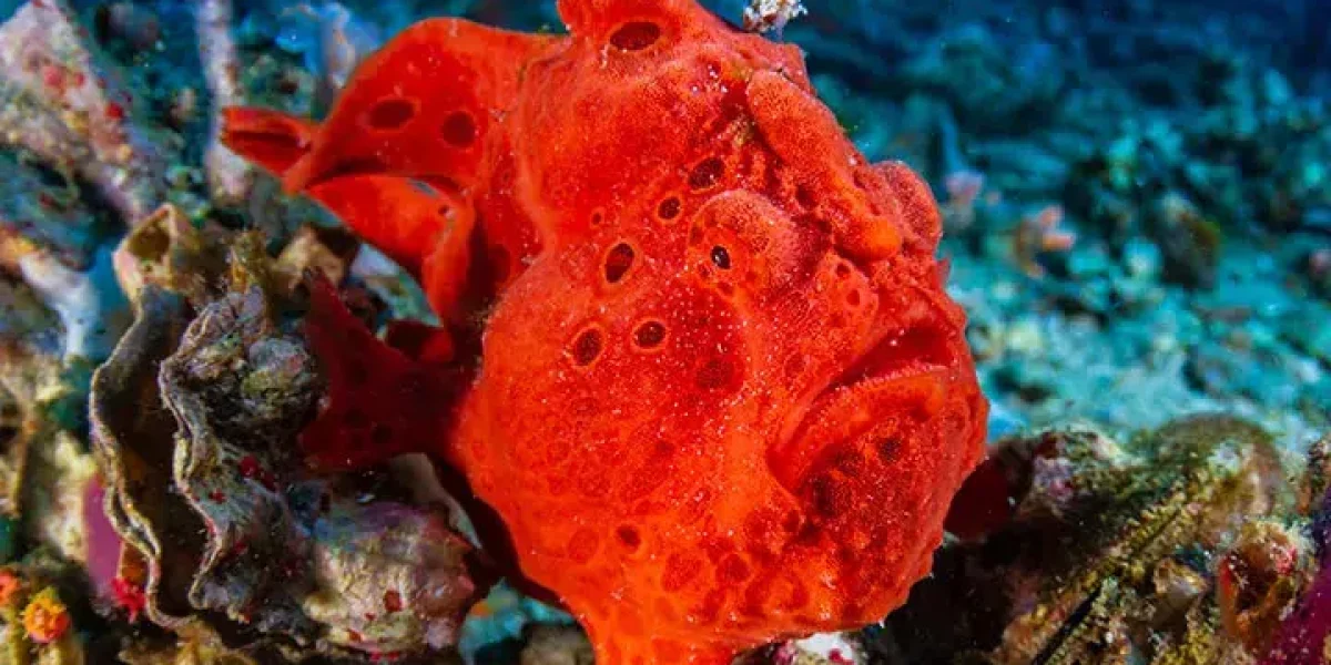images_Images__sites_Indo-Pacifique_Philippines_Region__des__Visayas_Crs__Malapascua__Leyte__All-Star-Infiniti_c6bo-voyage-plongee-philippines-visayas-gato-island-leyte-red-frogfish