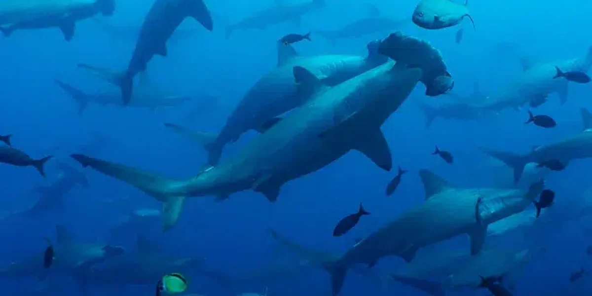 images_Images__sites_Pacifique_Equateur_Darwin__et__Wolf__aux__Galapagos_Crs__Galapagos__Aggressor_c6bo-voyage-plongee-equateur-galapagos-aggressor-adventures-requins-marteaux