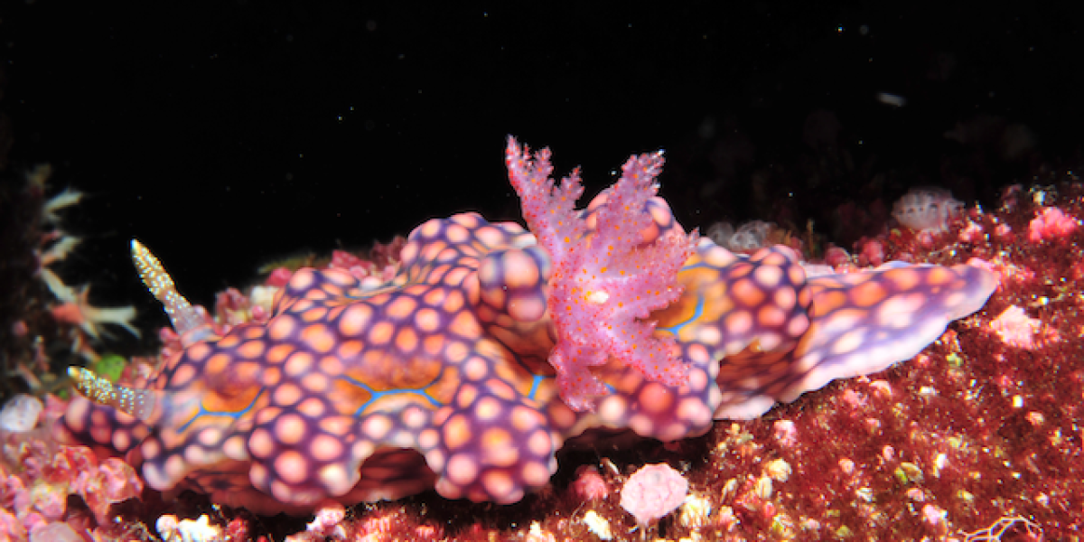 plongee-thailande-nudibranche-mer-andaman