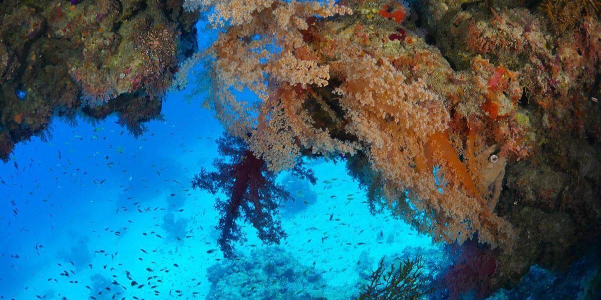 red-sea-diving-wadi-lahami-c6bo-voyages-plongee-recif-grotte-corail-gorgone