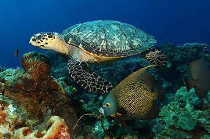 voyage-plongee-mexique-cozumel-tortue-poisson-ange